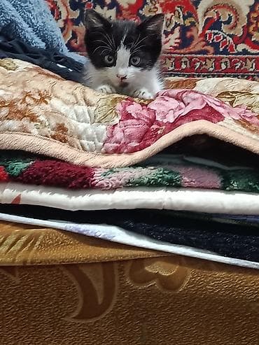 мышы: Котёнок, чёрно-белый, девочка отдадим в добрые руки, срочно нужны — 3