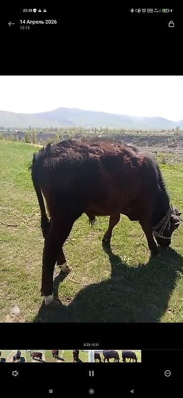 бенгальские кошки цена бишкек: Продаю | Бык (самец) | На откорм | Привязанные — 2