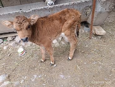 мышыктар: 30мин — 1