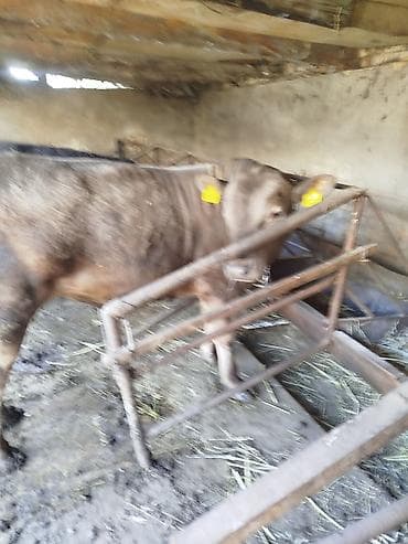 кулак тай: Продаю | Бык (самец) | На откорм | Привязанные — 7