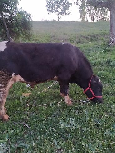 питбуль ит: Продаю | Бык (самец) | Для разведения | Привязанные — 2