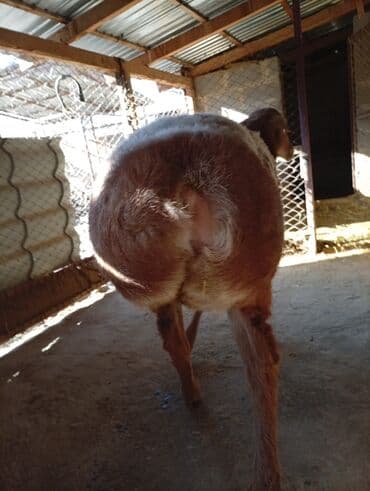 отдам животных в хорошие руки: Продаю чистокровную офцематку породы АРАШАН, возраст 2,5 года — 8