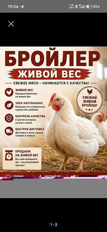 для бройлеров: Свежий домашний бройлер. - Продажа на живой вес: 500 сом/кг. Вы сами — 2