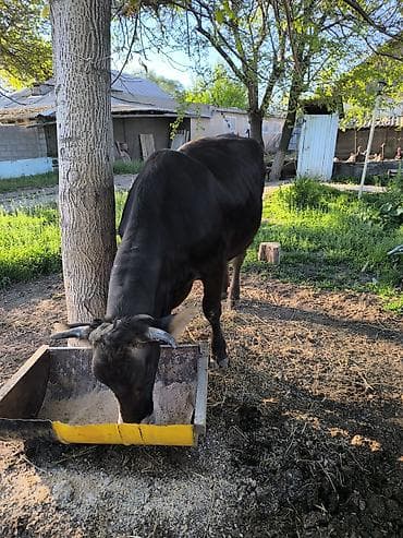пчелы матки: Продаю | Корова (самка) | Для молока | Привязанные — 7