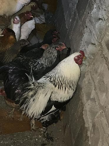 кеклик бишкек: Сатам | Тооктор, Короздор | Үй | Союуга, Көбөйтүү үчүн, Жумуртка туудуруу үчүн — 5