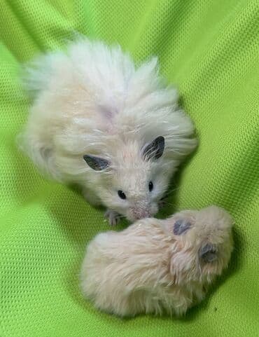 Крысы: Продаются хомячки джунгарские, сирийские, ангорские пушистые хомячки — 10