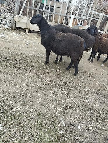 кролик декоративный: Продаю | Овца (самка) | Для разведения — 6