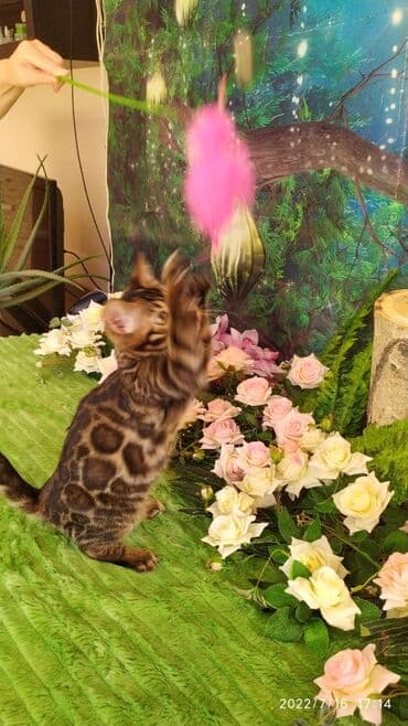 новорожденные котята: Красивейшие бенгальские котята. большие четкие розетки .контрастный — 10