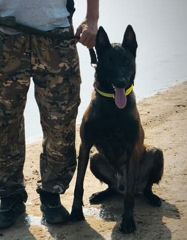 сколько стоит йоркширский терьер: Вязка: Бельгийская овчарка, Самец, 3 года, С прививкой, С родословной — 3