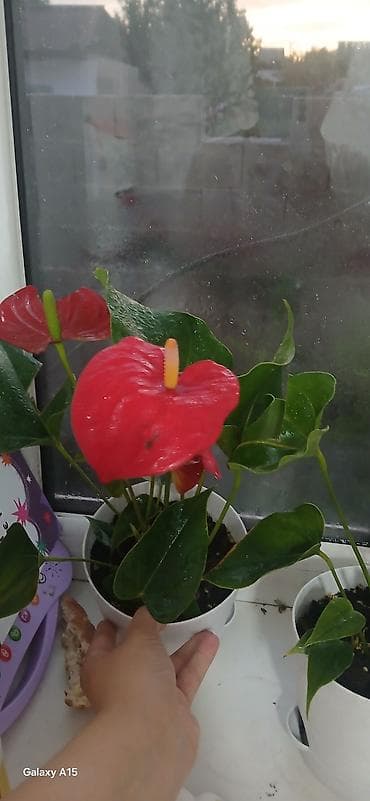 пакрывало: Антуриум (Anthurium andreanum) в горшке - Декоративно-цветущее — 1