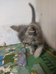 carters для мальчика: Кошка даром: Беспородная, 1 месяц, Мальчик, Приучена к лотку — 2