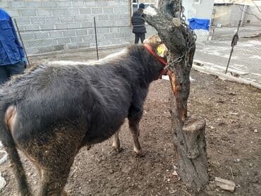 рабочий аттар: Продаю | Бык (самец) | Полукровка, Монбельярд | На откорм | Привязанные — 3