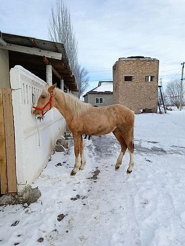 жугору сатам: Сатам | Бээ (ургаачы) | Жумушка | Асыл тукумдуу — 2