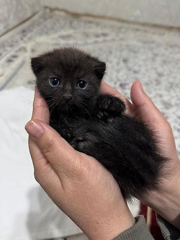 Вислоухий Черный котёнок, короткошёрстный, с округлой мордочкой и