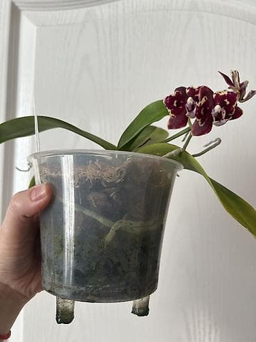 купить калифорнийского червя: Миди-орхидея Proletariat (Phalaenopsis, миди формат). - Окраска — 4