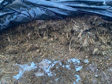 Айыл-чарба жаныбарлары: Кукурузный силос в траншее - Кормовая смесь из измельчённой — 2