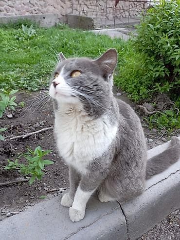 сиямские кошки: Мальчик — 8