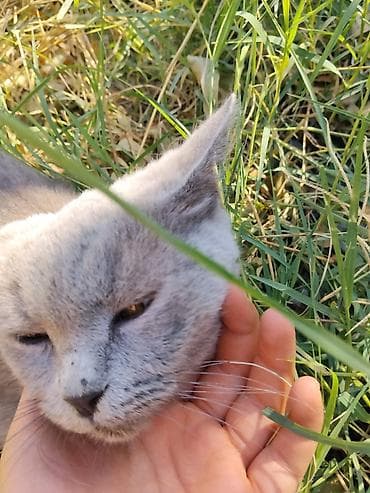 котята простые: Девочка — 3