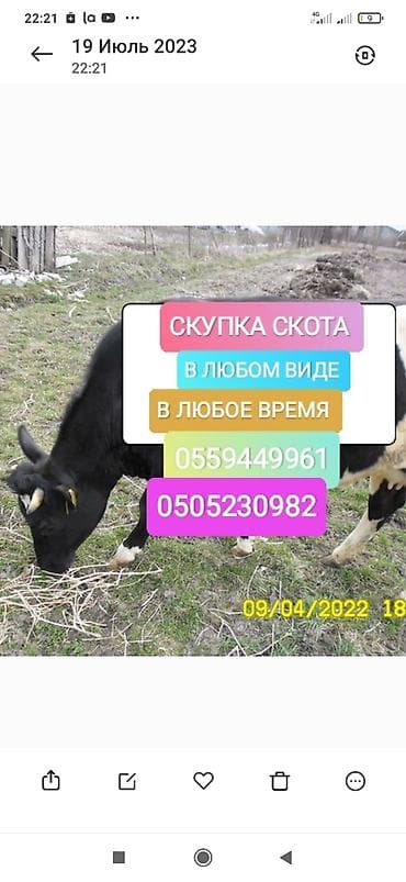 Колбасный цех : Коровы, быки, Лошади, кони, | Круглосуточно, Любое состояние, Забитый