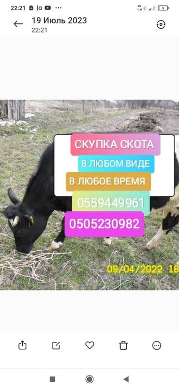 инкубационные яйца бройлера: Сатып алам | Уйлар, букалар, Жылкылар, аттар | Күнү-түнү, Бардык шартта, Союлган — 1