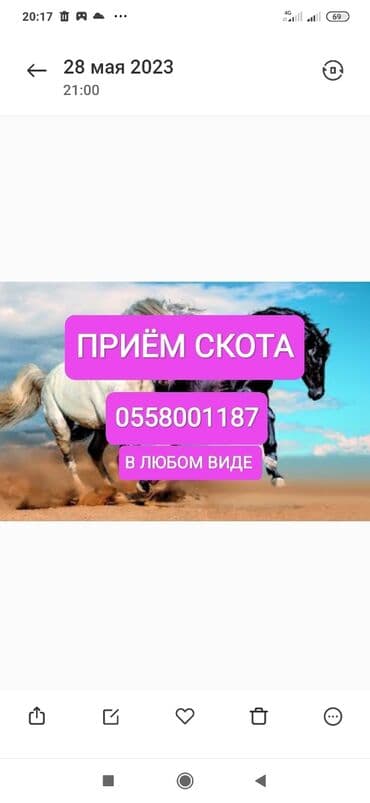 продать животных: Куплю | Коровы, быки, Лошади, кони | Круглосуточно, Любое состояние, Забитый — 1