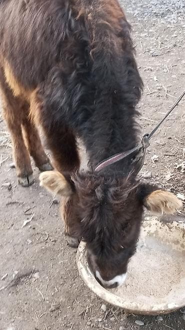 поилки нипельные: Продаю | Тёлка | На откорм | Привязанные — 7