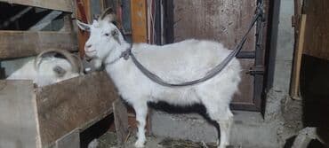 Продаю | Козёл (самец) | Для разведения | Племенные