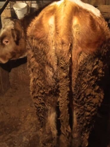 французский бульдог цена щенка: Продаю | Бык (самец) | На откорм | Привязанные — 2