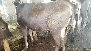 животные на продажу: Продаю | Тёлка | На откорм | Нетель — 3