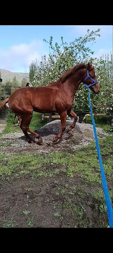 Продаю | Жеребец | Конный спорт