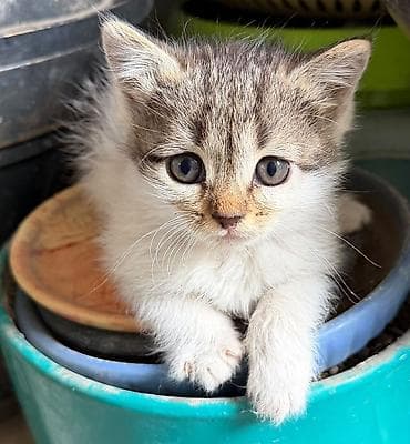 червя: Кошка даром: Беспородная, 2 месяца, Мальчик, Приучена к лотку — 4