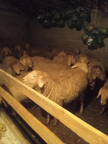 калифорнийский черви: Продаю | Овца (самка) | Для разведения | Матка — 6