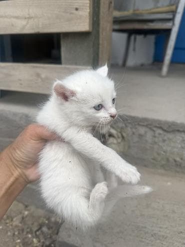 сколько стоят сиамские котята: Отдам котят в добрые руки ( Аламудинский район село Гроздь) Котята — 3