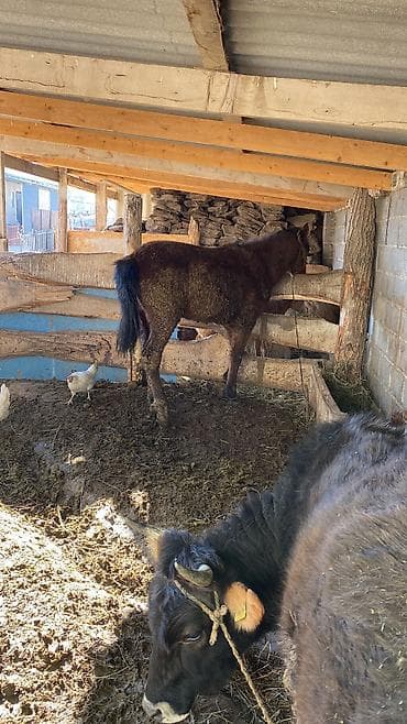 собака лабрадор: Продаю | Конь (самец) | На забой — 3