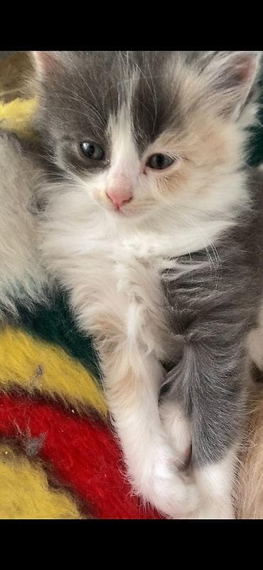 куда отдать кошку бишкек: Отдам котят в хорошие и заботливые руки 🐾 Котята приучены к лотку — 1
