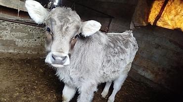 лошат пони: Продаю | Музоо, торпок | Полукровка | На откорм | Привязанные — 1