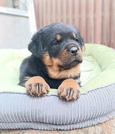 ротвейлер собаки: Ротвейлер, 1 месяц, Самка, С родословной — 2