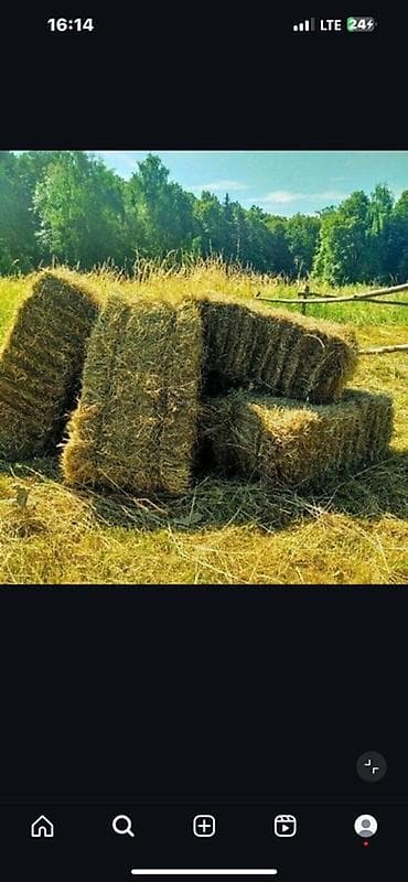 Тюки сена/люцерны в стандартных прямоугольных кипах. - Заготовка — 1