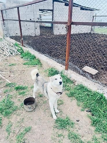 карманные собаки: Собака средних размеров, тип внешности — лайка/хаски-микс. Окрас — 3