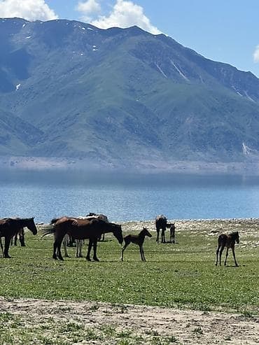 Бир уйур бээ сатылат !!