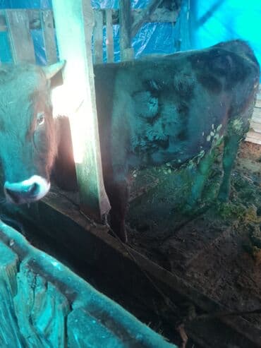 куда можно отдать собаку в бишкеке: Продаю | Бык (самец) | Алатауская | На откорм | Привязанные — 4