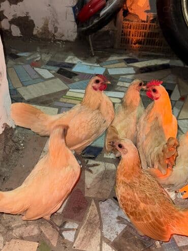 волнистый попугай: Срочно продам — 3