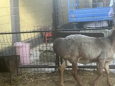 кролик нзб: Продаю | Баран (самец) | Для разведения | Племенные — 4