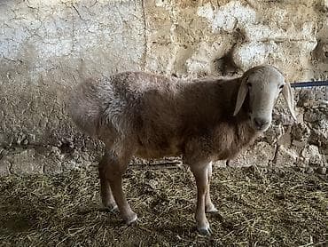 Мышыктар: Сатам | Кочкор (эркек) | Гиссар, Арашан | Көбөйтүү үчүн — 1