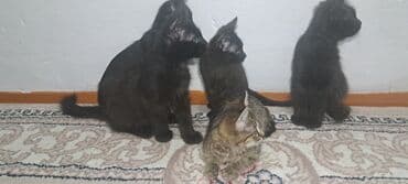 котенок шиншилла купить: Котята домашние, помёт из нескольких малышей. Окрас: преимущественно — 4