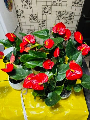 Антуриум в горшке цены от 350-1450 сом компактные кусты с крупными