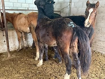 Грызуны: Продаю | Жеребенок | Полукровка | Для разведения — 2