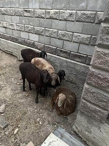 голуби животное: Продаю | Ягненок — 5