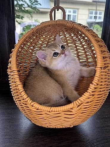 кошка британка: Скотиш Страйт (Шотландская прямоухая), 2 месяца, Девочка, Золотая шиншилла, Приучена к лотку, Проглистована, С документами — 3