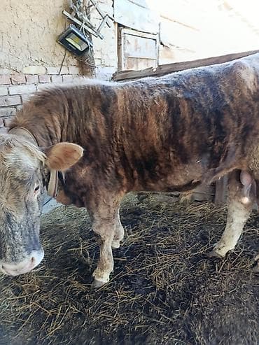 породистый бычки: Продаю | Бык (самец) | Для разведения — 2